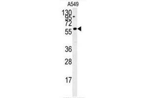 C12orf48 Antibody (C-term) western blot analysis in A549 cell line lysates (35µg/lane). (PARPBP antibody  (C-Term))