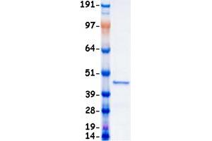 Validation with Western Blot (ERK2 Protein (Transcript Variant 1) (Myc-DYKDDDDK Tag))