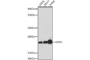 Western blot analysis of extracts of various cell lines, using MTH1 Rabbit mAb (ABIN1680628, ABIN7101592, ABIN7101593 and ABIN7101594) at 1:1000 dilution. (NUDT1 antibody)