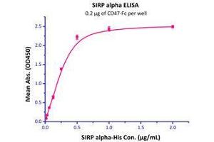 Immobilized Human CD47, Fc Tag (HPLC-verified)  with a linear range of 16-250 ng/mL. (CD47 Protein (CD47) (AA 19-139) (Fc Tag))
