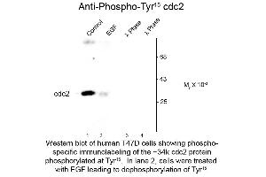 Western Blot of Anti-cdc2 pT15 (Rabbit) Antibody - 600-401-160 Western Blot of Anti-cdc2 pT15 (Rabbit) Antibody.