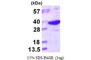 SDS-PAGE (SDS) image for Phospholysine Phosphohistidine Inorganic Pyrophosphate Phosphatase (LHPP) (AA 1-270) protein (His tag) (ABIN667623) (LHPP Protein (AA 1-270) (His tag))