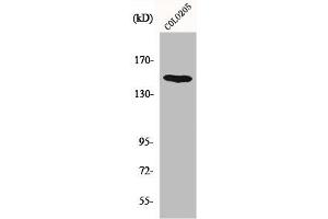 Western Blot analysis of COLO205 cells using MINK1 Polyclonal Antibody (MAP4K6 antibody  (Internal Region))