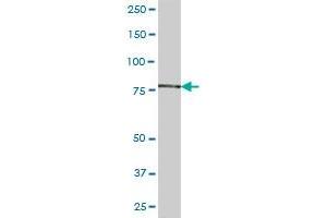 ACSS2 MaxPab polyclonal antibody. (ACSS2 antibody  (AA 1-606))