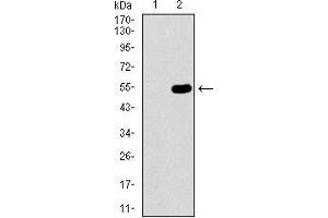Western blot analysis using WHSC2 mAb against HEK293 (1) and WHSC2 (AA: 280-511)-hIgGFc transfected HEK293 (2) cell lysate. (WHSC2 antibody  (AA 280-511))