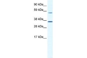 WB Suggested Anti-MESP2 Antibody Titration:  1. (Mesp2 antibody  (C-Term))