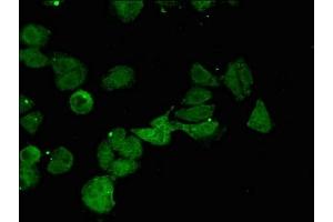 Immunofluorescent analysis of HepG2 cells using ABIN7148969 at dilution of 1:100 and Alexa Fluor 488-congugated AffiniPure Goat Anti-Rabbit IgG(H+L) (CTH antibody  (AA 1-70))