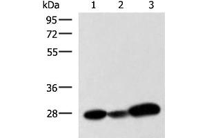 Western blot analysis of 293T K562 and NIH/3T3 cell lysates using VEGFA Polyclonal Antibody at dilution of 1:1050 (VEGFA antibody)