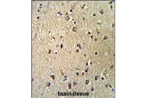 Formalin-fixed and paraffin-embedded human brain tissue reacted with KPNB1 Antibody (N-term), which was peroxidase-conjugated to the secondary antibody, followed by DAB staining. (KPNB1 antibody  (N-Term))
