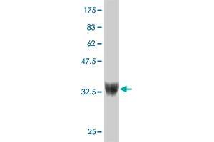 Western Blot detection against Immunogen (37. (ZNF207 antibody  (AA 1-110))
