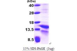 SDS-PAGE (SDS) image for Hypoxia Inducible Factor 1, alpha Subunit (Basic Helix-Loop-Helix Transcription Factor) (HIF1A) (AA 1-85) protein (His tag) (ABIN667224)