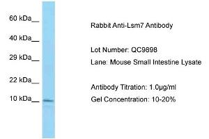 Host: Rabbit Target Name: Lsm7 Sample Type: Mouse Small Intestine Lysate Antibody Dilution: 1.