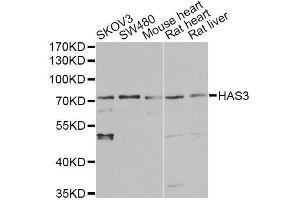 Western blot analysis of extracts of various cell lines, using HAS3 antibody. (HAS3 antibody  (AA 67-281))