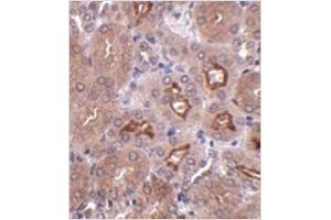 Immunohistochemistry of OTUD5 in mouse kidney tissue with OTUD5 antibody at 2. (OTUD5 antibody  (C-Term))