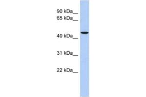 Western Blotting (WB) image for anti-Zinc Finger Protein 566 (ZNF566) antibody (ABIN2463904)