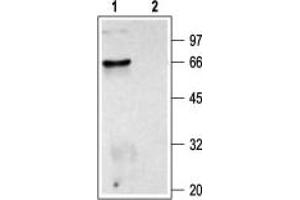Cholinergic Receptor, Muscarinic 2 (CHRM2) peptide
