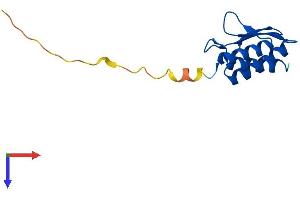 AlphaFold protein structure predicition of Human Recombinant PCBD2 Protein, UniprotID Q9H0N5 (PCBD2 Protein (AA 1-130) (His tag))