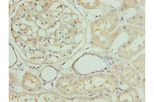 Immunohistochemistry of paraffin-embedded human kidney tissue using ABIN7161463 at dilution of 1:100