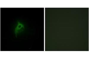 Immunofluorescence (IF) image for anti-Adrenergic, alpha-2B-, Receptor (ADRA2B) (AA 161-210) antibody (ABIN2889411)