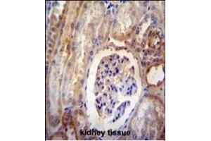 DYNLRB2 antibody (Center) (ABIN654216 and ABIN2844054) immunohistochemistry analysis in formalin fixed and paraffin embedded human kidney tissue followed by peroxidase conjugation of the secondary antibody and DAB staining. (DYNLRB2 antibody  (AA 49-77))