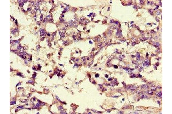 BRP44 antibody  (AA 1-40)