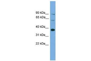 WB Suggested Anti-Irf1 Antibody Titration:  0. (IRF1 antibody  (Middle Region))
