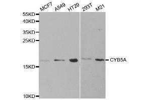 Western blot analysis of extracts of various cell lines, using CYB5A antibody.
