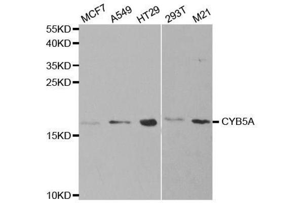 CYB5A anticorps  (AA 1-100)