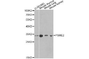 Western blot analysis of extracts of various cell lines, using PSME2 antibody. (PSME2 antibody  (AA 1-239))