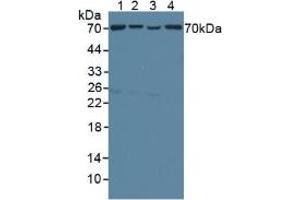Figure. (TOM70 antibody  (AA 333-608))