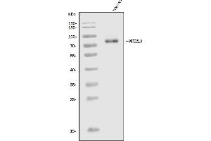 Western blot analysis of Nfe2l3 using anti-Nfe2l3 antibody (ABIN7602254).