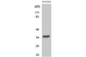 Western Blotting (WB) image for anti-Taste Receptor, Type 2, Member 8 (TAS2R8) (Internal Region) antibody (ABIN3177593) (TAS2R8 antibody  (Internal Region))