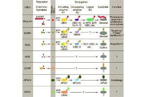 Conjugation pathways for ubiquitin and ubiquitin-like modifiers (UBLs). (ANAPC2 antibody  (C-Term))