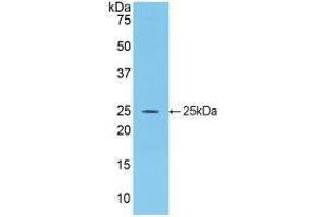 Western blot analysis of recombinant Rat FGF15. (FGF15 antibody  (AA 25-218))