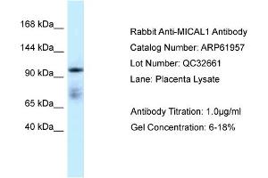 Western Blotting (WB) image for anti-Microtubule Associated Monoxygenase, Calponin and LIM Domain Containing 1 (MICAL1) (C-Term) antibody (ABIN2788961) (MICAL1 antibody  (C-Term))