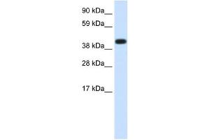 HSPA1A antibody used at 1. (HSP70 1A antibody  (Middle Region))