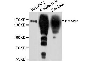 Western blot analysis of extract of various cells, using NRXN3 antibody. (Neurexin 3 antibody)