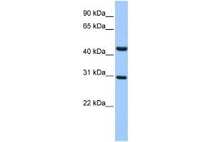 WB Suggested Anti-TULP3 Antibody Titration:  0.