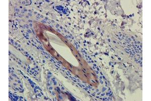 Immunohistochemical staining of guinea pig skin using anti-CD4 antibody. (Recombinant CD4 (Clenoliximab Biosimilar) antibody)