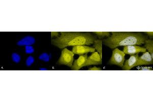 Immunocytochemistry/Immunofluorescence analysis using Rabbit Anti-Phosphoserine Polyclonal Antibody . (Phosphoserine antibody  (Atto 594))