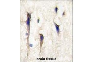 Formalin-fixed and paraffin-embedded human brain tissue reacted with Arhgef9 Antibody (Center) (ABIN389168 and ABIN2839334) , which was peroxidase-conjugated to the secondary antibody, followed by DAB staining. (Arhgef9 antibody  (AA 274-303))