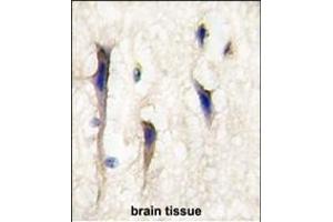 Formalin-fixed and paraffin-embedded human brain tissue reacted with Arhgef9 Antibody (Center) (ABIN389168 and ABIN2839334) , which was peroxidase-conjugated to the secondary antibody, followed by DAB staining. (Arhgef9 antibody  (AA 274-303))