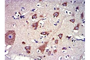 Immunohistochemical analysis of paraffin-embedded brain tissues using LPlunc1 mouse mAb with DAB staining. (BPIFB1 antibody)