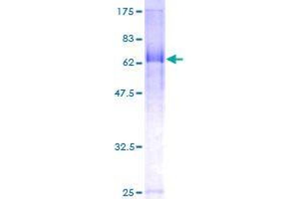 FBXL20 Protein (AA 1-436) (GST tag)