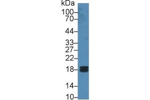 Western Blot; Sample: Human Liver lysate; Primary Ab: 2µg/ml Rabbit Anti-Human PPIF Antibody Second Ab: 0. (PPIF antibody  (AA 45-196))
