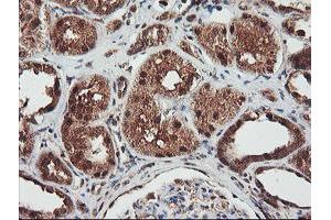 Immunohistochemical staining of paraffin-embedded Human Kidney tissue using anti-NLN mouse monoclonal antibody. (NLN antibody)