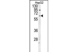 UGT1A1 Antibody (N-term) (ABIN657870 and ABIN2846826) western blot analysis in HepG2 cell line lysates (35 μg/lane). (UGT1A1 antibody  (N-Term))