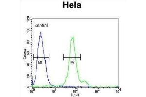 Flow Cytometry (FACS) image for anti-CTP Synthase II (CTPS2) antibody (ABIN3003907) (CTPS2 antibody)