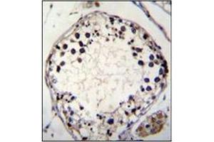 Immunohistochemistry analysis in formalin fixed and paraffin embedded human testis tissue stained with PTCHD3 Antibody (C-term)  followed by peroxidase conjugation of the secondary antibody and DAB staining. (PTCHD3 antibody  (C-Term))