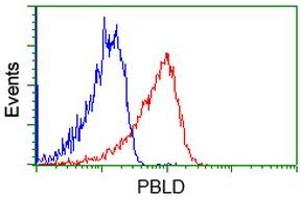 Image no. 1 for anti-Phenazine Biosynthesis-Like Protein Domain Containing 1 (PBLD1) antibody (ABIN1499327) (PBLD1 antibody)